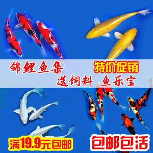 仁壽縣文林鎮(zhèn)燕子水族店，仁壽縣文林鎮(zhèn)燕子水族店位于四川省成都市成都市成都市