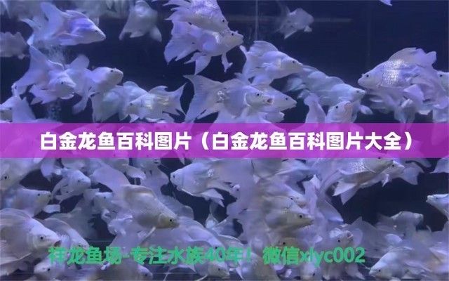 白金龍魚百科