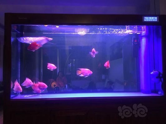 紅龍魚(yú)飼料排行榜前十名品種，2024年紅龍魚(yú)飼料排行榜前十名品種包括** 龍魚(yú)百科 第4張