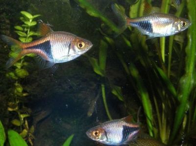 庫爾勒華麗美水族館，庫爾勒華麗美水族館位于中國新疆維吾爾自治區(qū)庫爾勒市