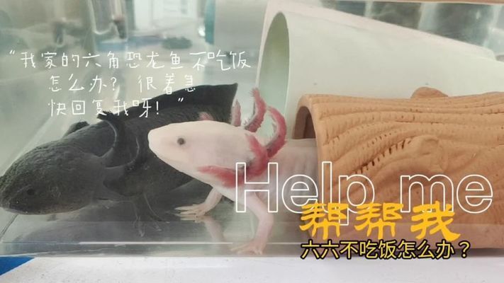 六角恐龍魚身上白色絮狀物不吃飯?jiān)趺崔k，六角恐龍魚身上出現(xiàn)白色絮狀物和拒食問題如何預(yù)防