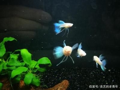 銀龍魚紅龍魚，銀龍魚和紅龍魚在外觀上有哪些顯著的區(qū)別？