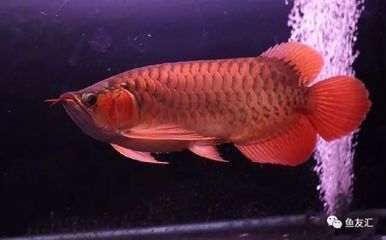 龍魚缸最佳溫度是多少，龍魚缸水溫調(diào)控技巧,幼龍魚適宜水溫范圍,成年龍魚最佳水溫范圍 龍魚百科 第4張