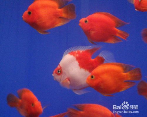 江陰市新城東盛源水族館，江陰市新城東盛源水族館詳細(xì)介紹魚(yú)缸、觀賞魚(yú)、漁具、日用百貨的零售