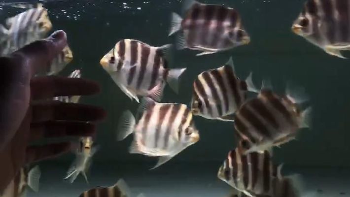 紅塔區(qū)宏泰水族館，云南玉溪紅塔區(qū)宏泰水族館海洋生物展覽和教育活動