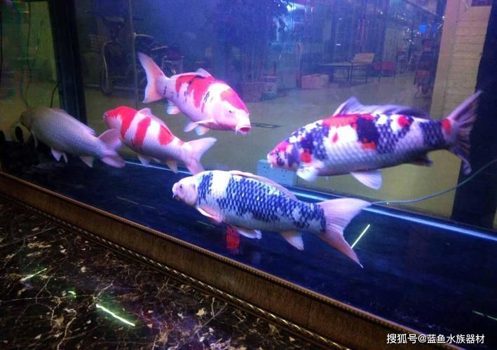 金龍魚淡水魚還是海水魚，金龍魚淡水魚和海水魚有什么區(qū)別？