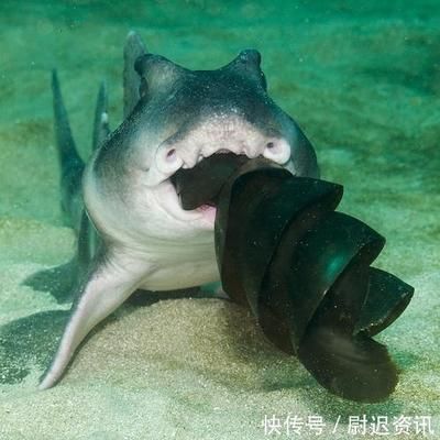 錫林浩特市傲龍水族館，錫林浩特傲龍水族館