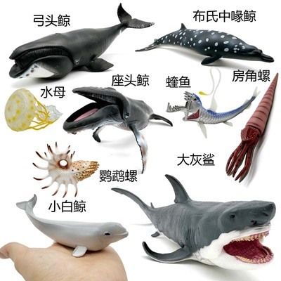 大白鯊魚，世界上最大的食肉魚類——大白鯊 龍魚百科 第4張