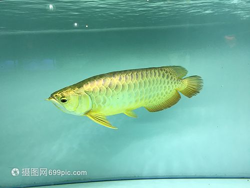 金龍魚俯視圖，金龍魚俯視圖展示了其獨特的外形和色彩和色彩著稱