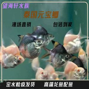 元寶鯽，元寶鯽是一種常見的觀賞魚，具有豐富營養(yǎng)價值和藥用功效