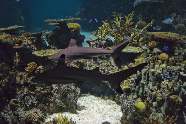 魚缸造景 效果圖，如何選擇魚缸造景材料？