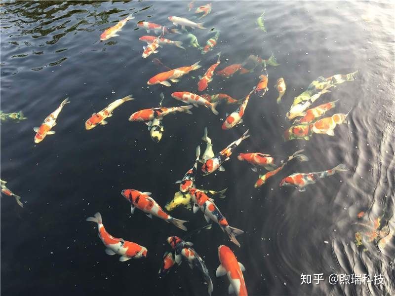 中國哪里有金龍魚，-金龍魚，中國哪里可以找到金龍魚