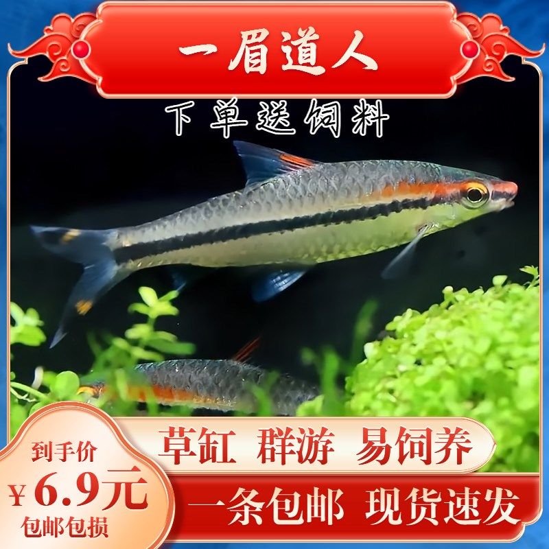 黑影道人魚，關(guān)于“長春虎魚”的問題