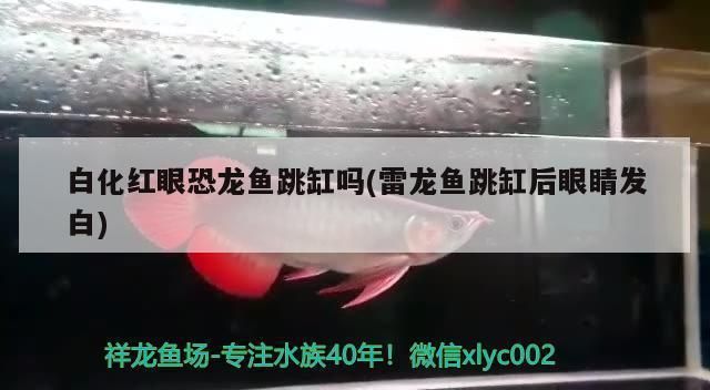 紅眼白化恐龍魚，如何鑒別紅眼白化恐龍魚的品質(zhì)