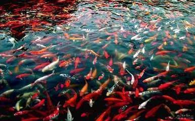 沈陽市鐵西區(qū)愛格爾水族館，沈陽市鐵西區(qū)愛格爾水族館, 全國觀賞魚市場