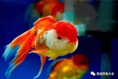 龍魚和金魚的區(qū)別，龍魚與金魚的區(qū)別 龍魚百科 第5張