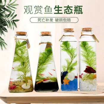 貝拉緣魚缸，貝拉緣魚缸怎么樣