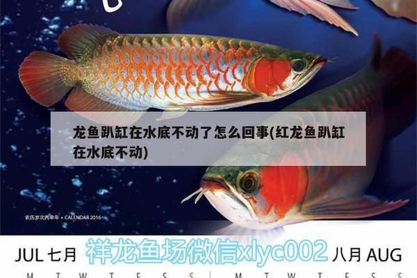 家里養(yǎng)兩條龍魚對風(fēng)水有沒有說法，家中養(yǎng)兩條龍魚對風(fēng)水的影響