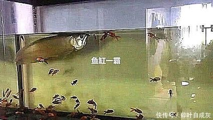 一進(jìn)門看見魚缸好嗎？為什么不能開門見魚缸，開門見魚缸風(fēng)水禁忌