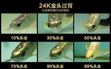 金龍魚寶石是什么意思，金龍魚寶石的寓意與收藏價(jià)值