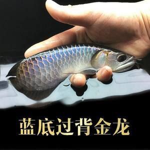 金龍魚寶石是什么意思，金龍魚寶石的寓意與收藏價(jià)值