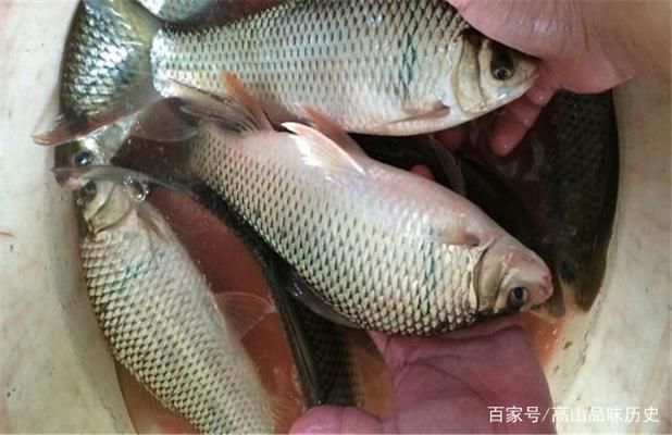 13000k的燈對(duì)龍魚好嗎，13000k的燈光亮度可能對(duì)龍魚的視覺造成傷害