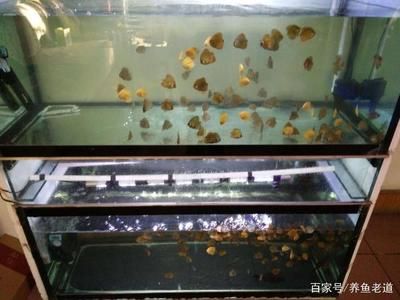 銀龍魚嘴撞爛了多久能好啊視頻解說，銀龍魚嘴撞爛了多久能好