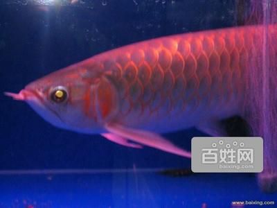 北京紅龍魚魚場(chǎng)地址電話號(hào)碼，北京紅龍魚養(yǎng)殖技術(shù)要點(diǎn)