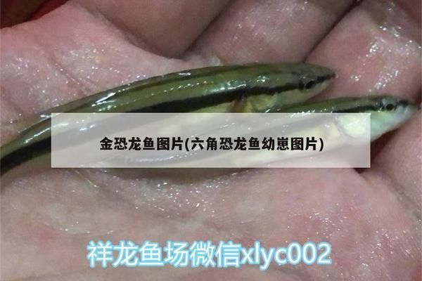 金恐龍魚長什么樣，金恐龍魚的生活習(xí)性