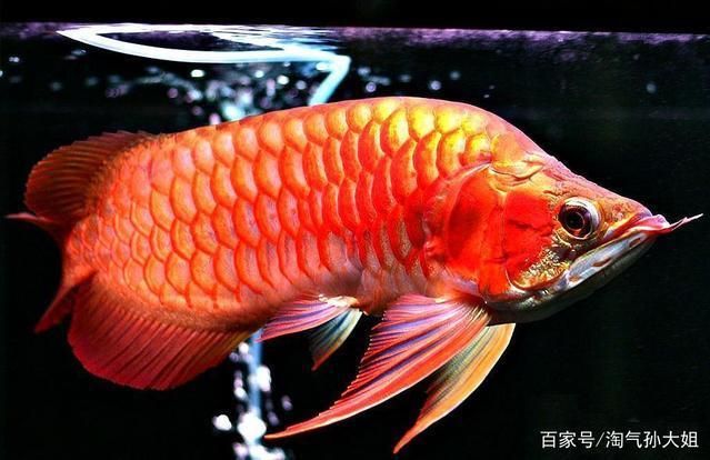 龍魚(yú)換水可以直接用自來(lái)水嗎，龍魚(yú)換水時(shí)可以使用自來(lái)水，但需要注意一些細(xì)節(jié)，以確保龍魚(yú)健康