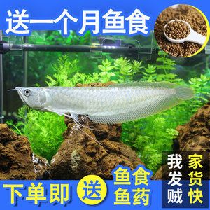 白華龍魚，“白化龍魚”和“白金龍魚”是罕見且具有觀賞價值的龍魚品種