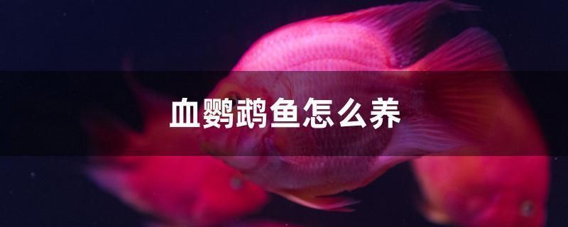 金龍魚好用嗎知乎，金龍魚品牌評價