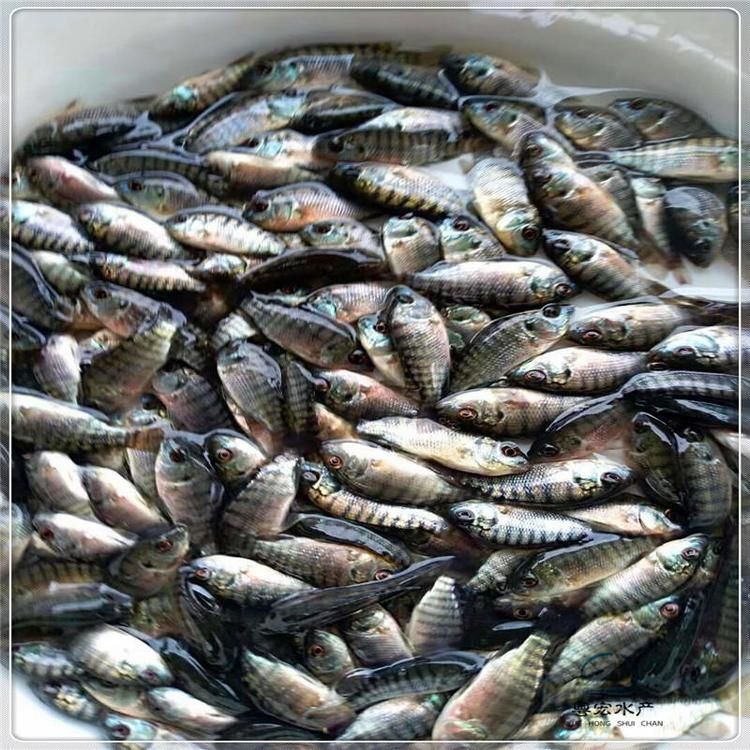 金龍魚養(yǎng)殖廠魚苗批發(fā)多少錢，金龍魚養(yǎng)殖廠的魚苗批發(fā)價(jià)格