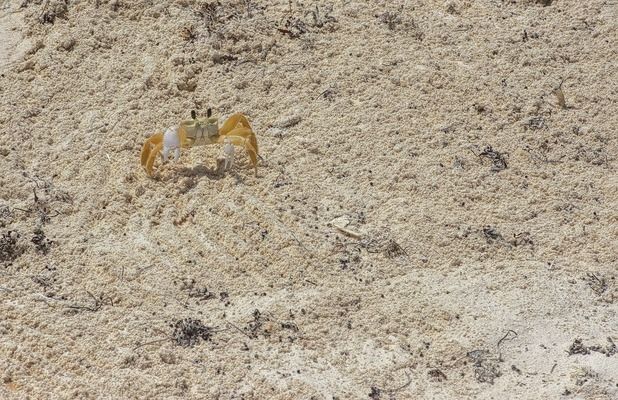 虎紋恐龍魚吃飼料嗎會死嗎為什么，如何判斷虎紋恐龍魚營養(yǎng)不良