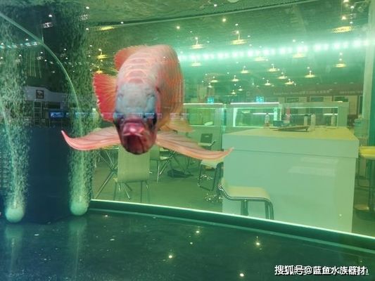 魚缸過濾泵的安裝方法，過濾泵安裝后如何調(diào)試魚缸過濾材料的選擇技巧 龍魚百科 第4張