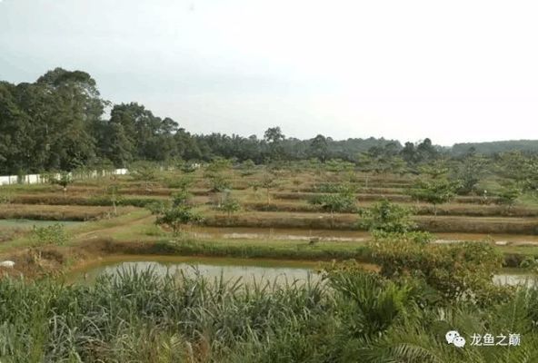 龍魚漁場，世界著名龍魚漁場介紹 龍魚百科 第1張