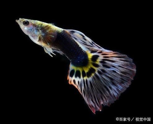 魚(yú)缸.在養(yǎng)魚(yú)前怎樣養(yǎng)水養(yǎng)缸，養(yǎng)魚(yú)前如何檢測(cè)水質(zhì)？養(yǎng)魚(yú)缸的日常維護(hù)技巧 龍魚(yú)百科 第5張