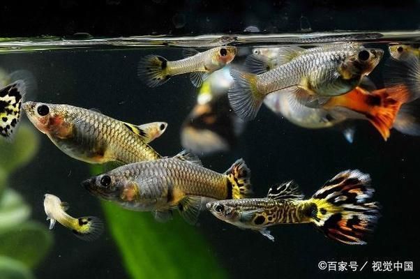 魚(yú)缸.在養(yǎng)魚(yú)前怎樣養(yǎng)水養(yǎng)缸，養(yǎng)魚(yú)前如何檢測(cè)水質(zhì)？養(yǎng)魚(yú)缸的日常維護(hù)技巧 龍魚(yú)百科 第6張