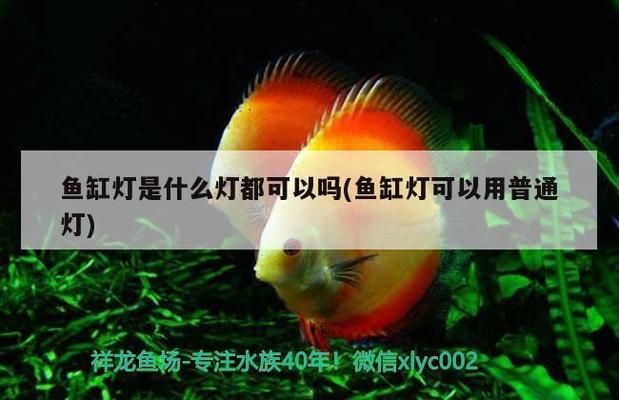 魚缸過濾器增氧口出水不出氧，如何維護(hù)魚缸過濾器延長(zhǎng)使用壽命 龍魚百科 第5張