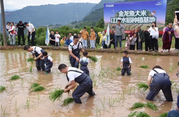 重慶金龍魚，重慶金龍魚在重慶地區(qū)的重要業(yè)務(wù)組成部分業(yè)務(wù)組成部分 龍魚百科 第2張