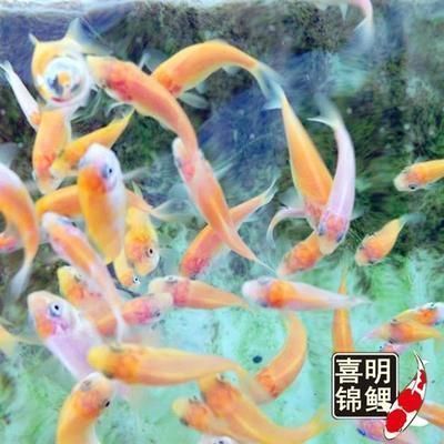 龍魚吃的小魚叫什么，龍魚捕食本能的培養(yǎng)方法龍魚捕食本能的培養(yǎng)方法