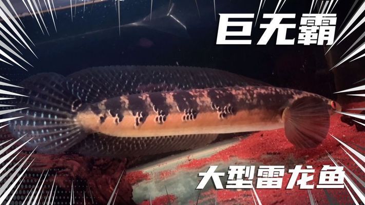 黑魔神雷龍魚種類 龍魚百科 第4張