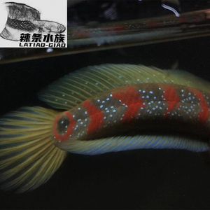 七星魚和雷龍魚的區(qū)別，七星魚與雷龍魚的區(qū)別 龍魚百科 第4張