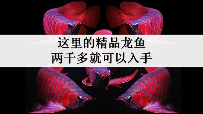 頂級銀龍魚價格，銀龍魚市場價格走勢 龍魚百科 第4張