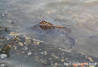 如何保持魚苗飼養(yǎng)水質(zhì)清潔，保持魚苗飼養(yǎng)水質(zhì)清潔的方法 龍魚百科 第4張