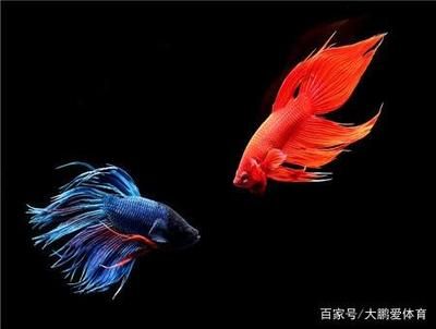 如何保持魚苗飼養(yǎng)水質(zhì)清潔，保持魚苗飼養(yǎng)水質(zhì)清潔的方法 龍魚百科 第5張