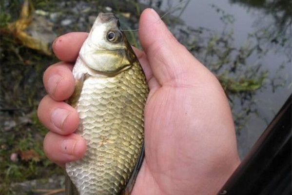 雷龍魚和銀龍魚混養(yǎng)可以嗎圖片，如何避免雷龍魚和銀龍魚之間的攻擊行為？ 水族問答