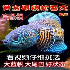 雷龍魚批發(fā)去哪里買，沈陽水族城雷龍魚價格 龍魚百科 第4張