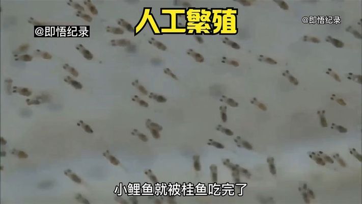 黑帝王魟魚人工繁殖技術(shù)進(jìn)展，黑帝王魟魚的人工繁殖技術(shù)是提高繁殖成功率的關(guān)鍵