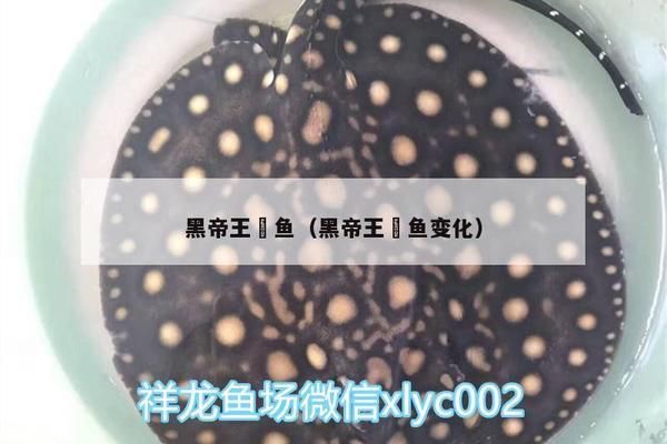 黑帝王魟魚人工繁殖技術(shù)進(jìn)展，黑帝王魟魚的人工繁殖技術(shù)是提高繁殖成功率的關(guān)鍵